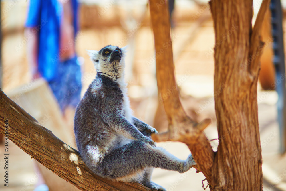 Fototapeta premium Ring tailed lemur walking on sandy ground at Monkey Park in Tenerife, Canary Islands, Spain. Exotic primate portrait with raised striped tail, bright eyes, and warm natural light in a zoo setting