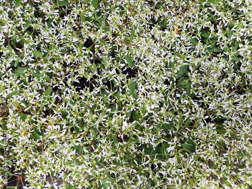 Euphorbia hypericifolia 'Diamond Frost' (Zauberschnee)