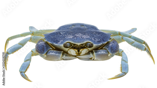 Foto Blue crab with light blue legs and yellow claws, isolated on transparent backgro