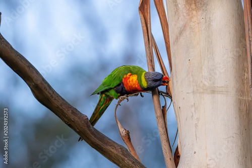 Foto Rainbow lorikeet clinging to a eucalyptus tree while feeding, showcasing vibrant colors and natural behavior