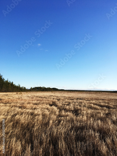 Bild auf Leinwand Dry grass on a marshy area. Beautiful landscape.
