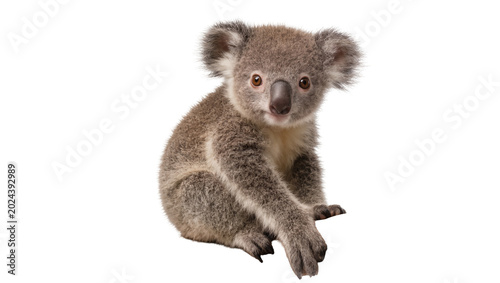 Photography Fluffy grey koala bear sitting, isolated on transparent background