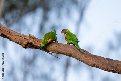 Bild auf Leinwand Two rainbow lorikeets displaying natural social interaction while perched on a eucalyptus branch