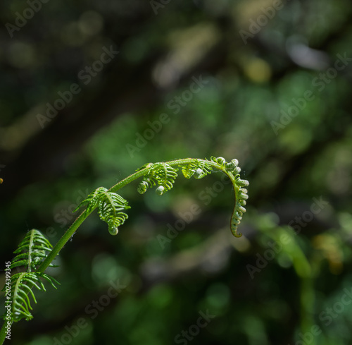 Western brackenfern beginning to unfurl in spring sunshine.