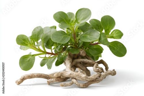 Purslane Plant with Intricate Roots: A vibrant purslane plant showcases its lush green leaves and a complex network of fibrous roots, isolated against a clean white backdrop.