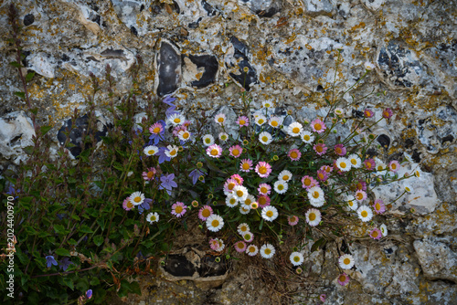Serbian bellfowers and Mexican fleabane growing on a flint wall.