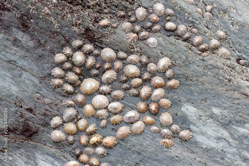 Принти на полотні Close up of common limpets (patella vulgata)  on a rock