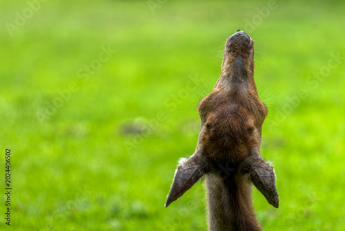Young Deer Looking Up in Green Meadow