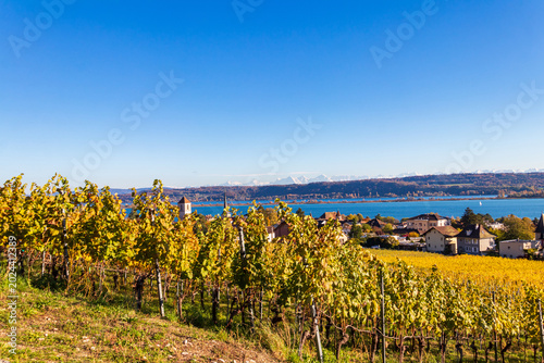 Picturesque rows of colorful autumn grapevines overlooking Lake Biel near La Neuveville, Switzerland