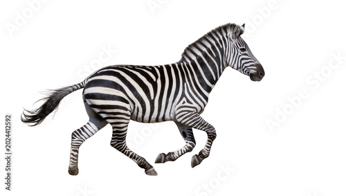 Cuadro en lienzo Striped zebra running with motion blur, isolated on transparent background