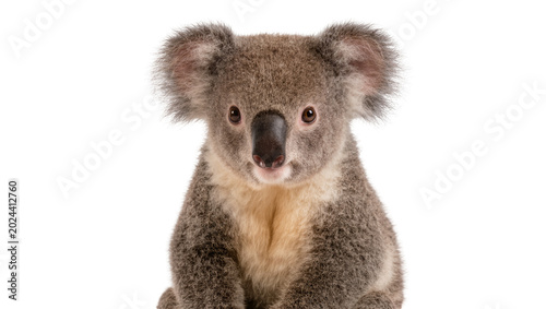 Canvas Print Fluffy grey koala bear with large ears, isolated on transparent background
