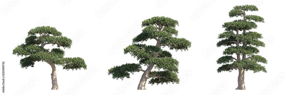 Fototapeta premium Set of podocarpus pine trees isolated on transparent background, zen bonsai style for landscape design.