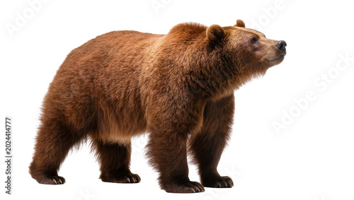 Tableau sur toile Majestic brown grizzly bear standing alert, isolated on transparent background