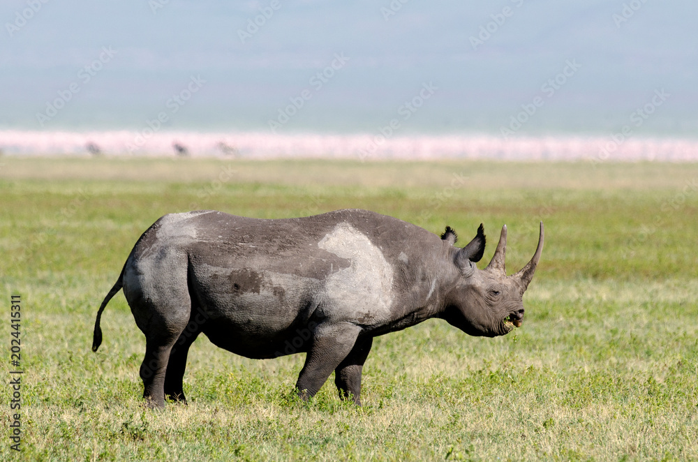 Fototapeta premium rhinocéros noir