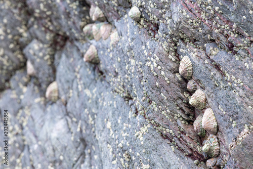фотографія Close up of common limpets (patella vulgata)  on a rock