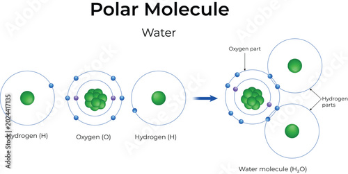 Water Molecule Formation Diagram Design Vector Illustration