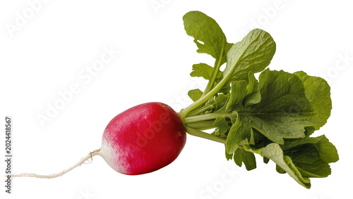 Tableau sur toile Single red radish with green leaves, isolated on transparent background