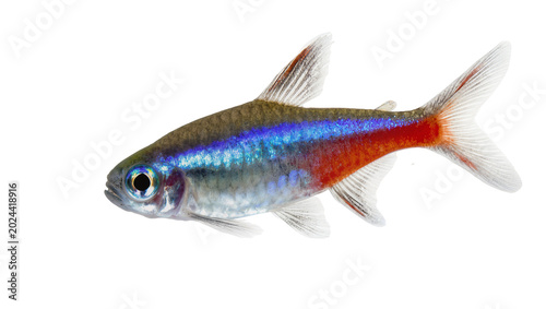 Photos Small neon tetra fish with iridescent blue stripe and red flank, isolated on tra