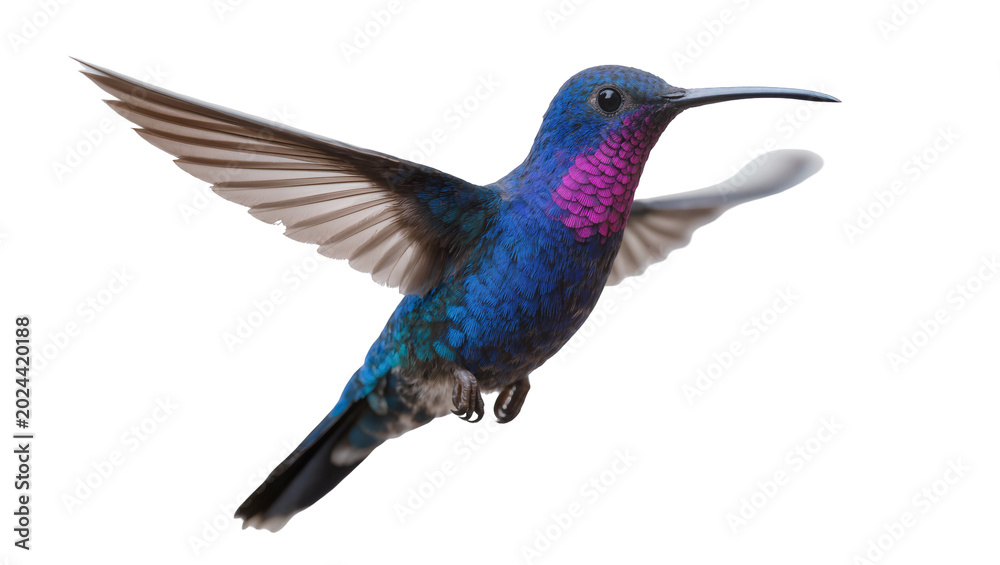 Fototapeta premium Vibrant blue hummingbird with magenta throat wings spread, isolated on transparent background