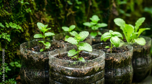 Canvastavla Young green plants and herbs growing inside recycled plastic bottles used as makeshift pots, set against a lush, mossy natural background