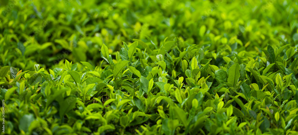 Fototapeta premium Panoramic close-up view of fresh tea leaves.