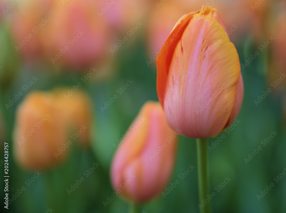Fototapeta premium 晴れた4月に鮮やかに咲いたチューリップの花