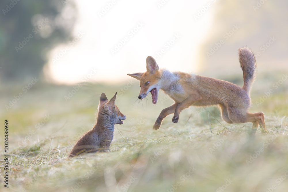 Fototapeta premium Pair of cute fox cubs is playing in the field. Horizontally.