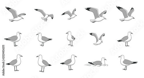 Foto Seagull Collection: Various Poses of Flying and Standing Birds