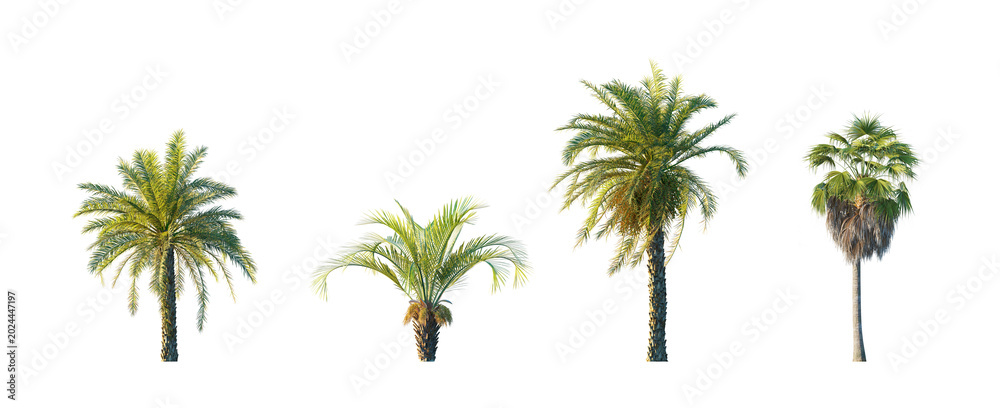 Fototapeta premium Washingtonia filifera, butia capitata, phoenix dactylifera (california fan palm, jelly palm, date palm) isolated PNG on a transparent background premium nature cutout