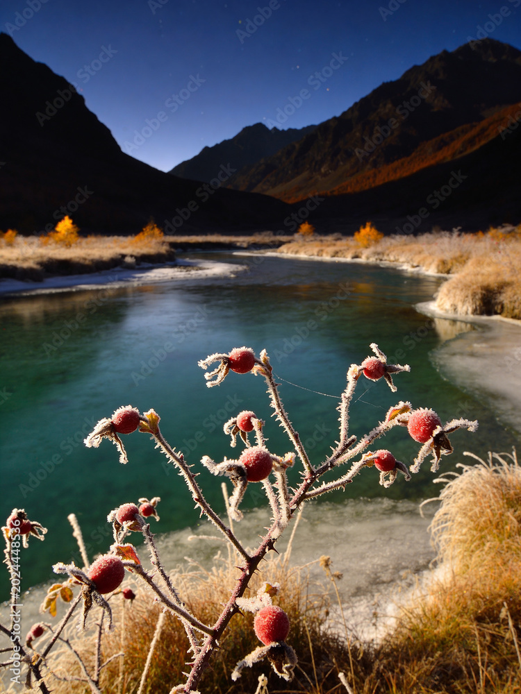 Fototapeta premium Autumn in Altai Republic: Golden Larch Forests and Alpine Streams