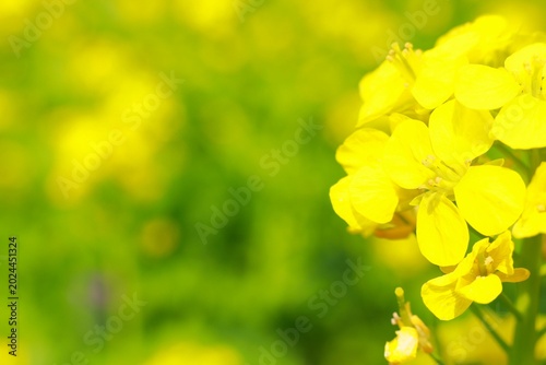 菜の花