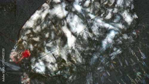 Obraz na plátně Crustacean plankton at 10x polarized light microscopy