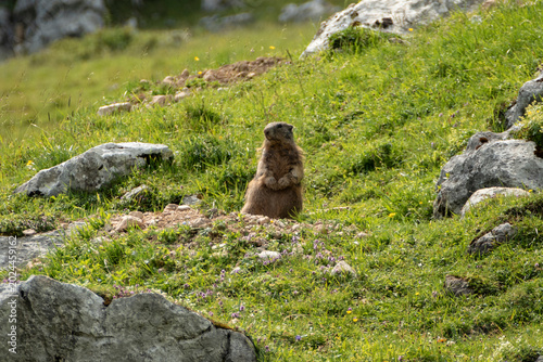 Alpine marmot (Marmota marmota) in high mountains, Karwendel Mountains in Austria