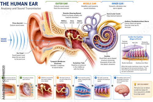 3D Human Ear Anatomy Infographic with Sound Transmission and Inner Ear Structure