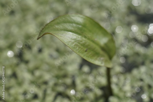 Blatt einer Pflanze, die aus dem Wasser heraus wächst