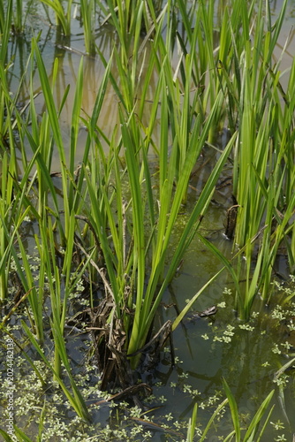 Teich mit Gräsern und grünem Licht im Frühling