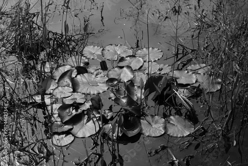 Teich Rosen ohne Blüten im Frühling, Nuphar lutea