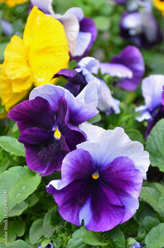 Beaconsfield Delta™pansy with dark purple and light lavender two tone petals flowers blooming in spring garden.Growing pansy, long blooming flowers.