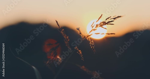Wild grass silhouette blowing in wind with warm, glowing sun behind mountain background, close up. Warm orange sunset over moving wild grass. Countryside inspire calm, inner connection with nature