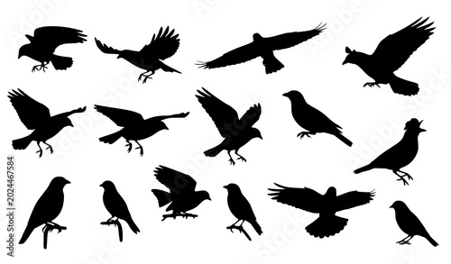 Bild auf Leinwand Collection of black silhouette birds in various flying and perching poses isolat
