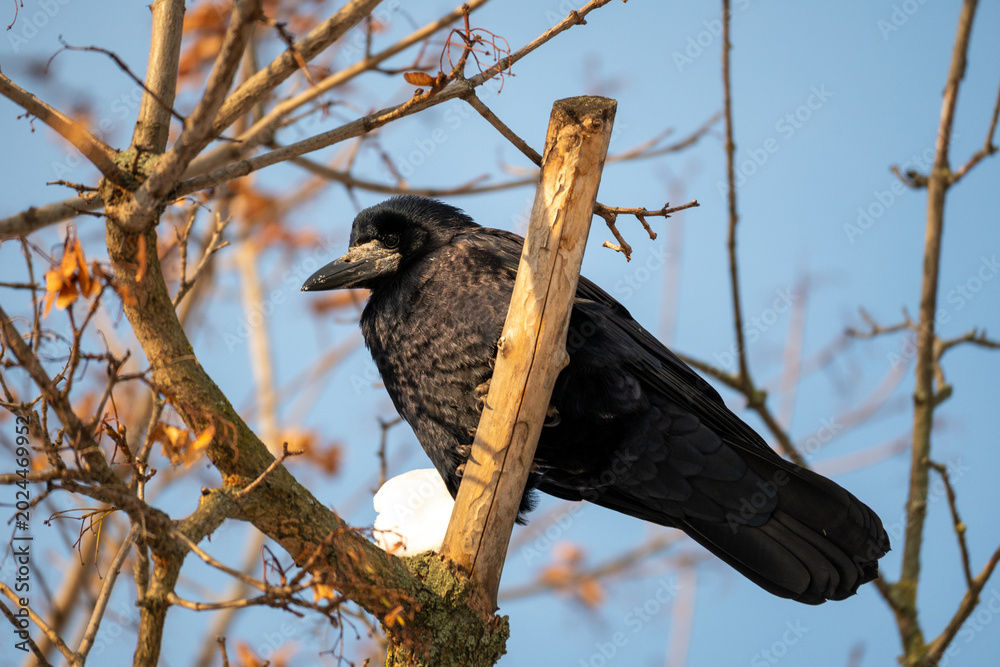 Fototapeta premium Black Crow Sitting On Tree Branch
