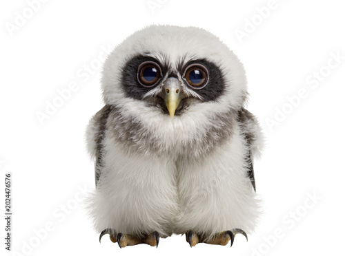 Konstfotografi Isolated cute fluffy baby spectacled owl chick, adorable fledgling bird standing