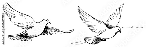 Photos Flying white doves symbolizing peace and love in sketchy line art style