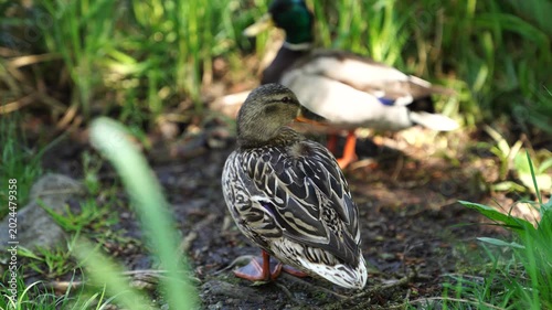 Mallard ducks resting near pond in green grass. Wildlife nature footage with female duck in focus and male duck blurred in background. Waterfowl habitat and birdwatching concept for design, banner and