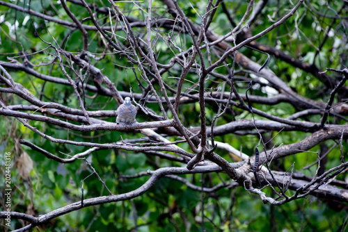 View of Zebra Dove, Barred Ground Dove on the Norfolk Island Pine branch, focus selective
