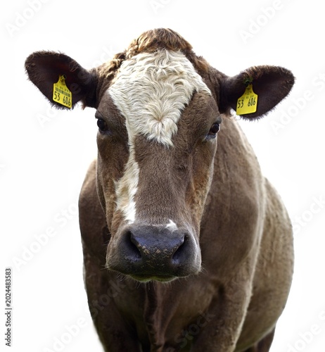 cow isolated on white