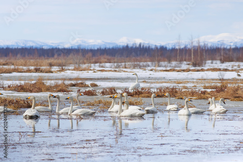 A flock of white swans floats on the water in a swampy valley. Among the birds are whooper swans (Cygnus cygnus) and bewick's swans (Cygnus columbianus bewickii). Wild birds. Magadan Oblast, Russia.