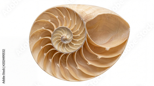 Warm cream chambered snail shell spiral tilted on white