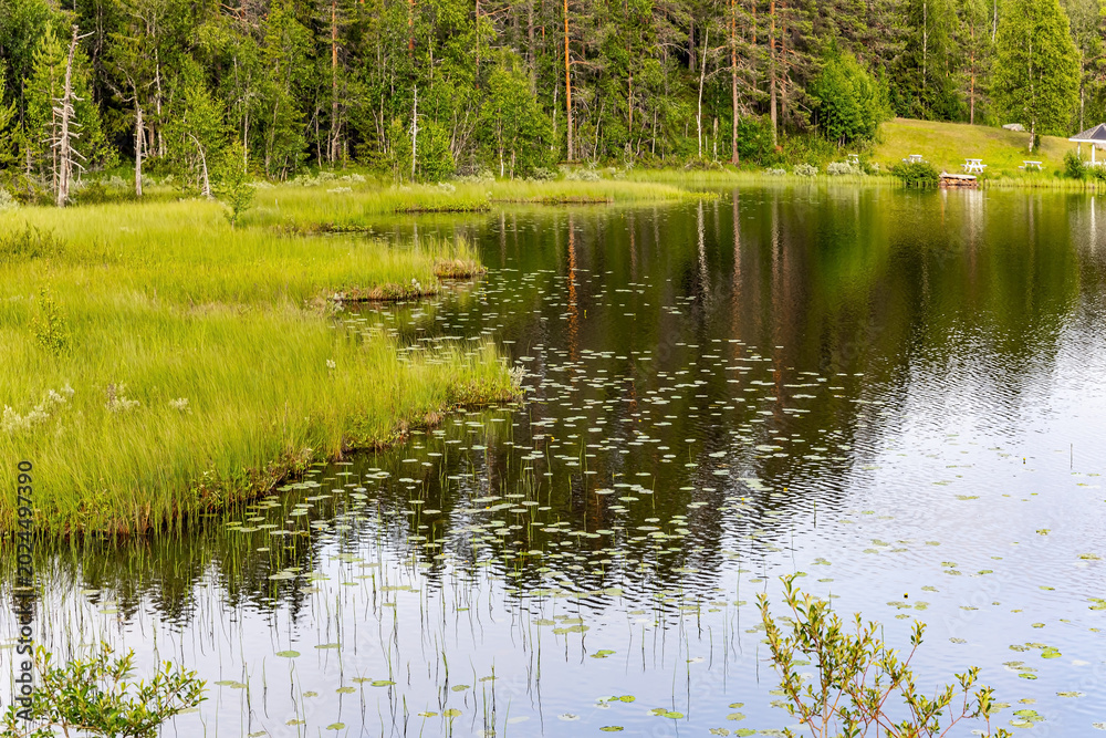 Fototapeta premium The forest are reflected