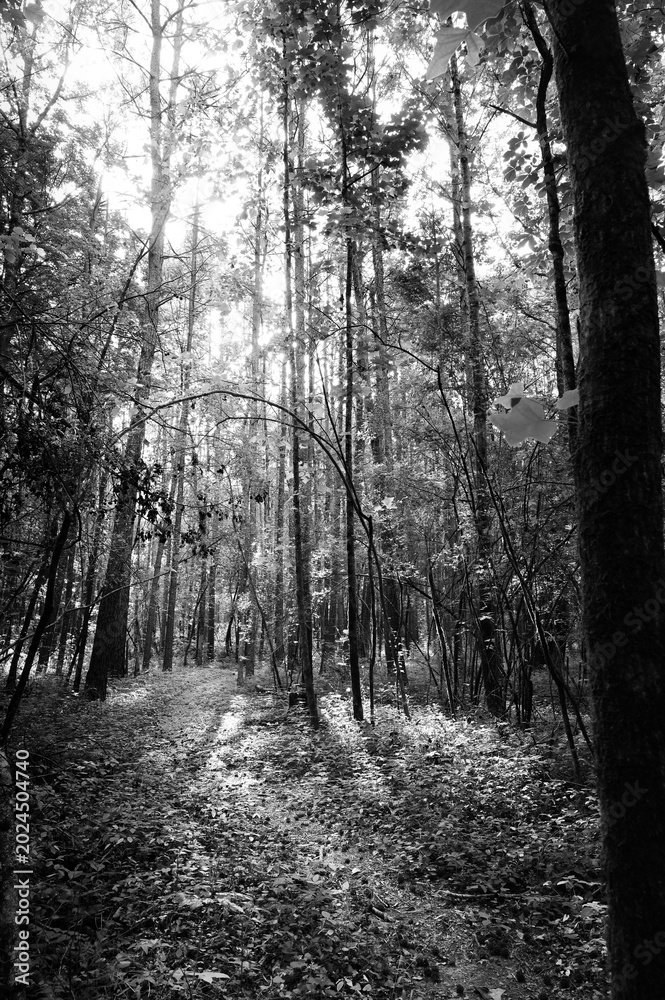 Fototapeta premium Sunlight streaming through the tall trees over a narrow footpath in the woods of Audubon Acres, Chattanooga, Tennessee